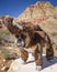 Bulldog posed as a Woolly Mammoth