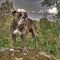 Bulldog posing on a stone in HDR