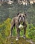 Bulldog posing on a stone in HDR