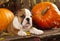 Bulldog and pumpkin