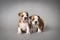 Bulldog puppies