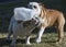 Bulldog puppies playing with a plastic bottle