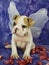 Bulldog Puppy With Angel Wings