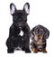 Bulldog puppy and dachshund rabbit