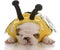 Bulldog puppy dressed up as a bee