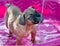 Bulldog puppy drinking from a stream of water