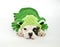 Bulldog Puppy in a Frog Outfit.