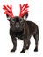 Bulldog puppy with red Carnival Antlers of the Christmas deer on white background