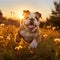 Bulldog puppy running through a field of wildflowers in the golden hour by AI generated