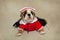 Bulldog puppy in sailor suit facing camera