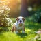 Bulldog puppy standing on the green meadow in a summer green field. Portrait of a Bulldog pup standing on the grass with a summer