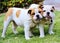 Bulldog Pups