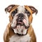 Bulldog Purebred Dog Closeup Portrait
