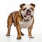 Bulldog Purebred Dog Standing on White