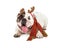 Bulldog With Reindeer Ears and scarf