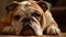 A bulldog relaxing on a rug created with Generative AI