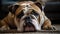 A bulldog relaxing on a rug created with Generative AI