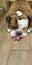 Bulldog resting on a floor brindle dog pooch woof