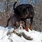 Bulldog and rottweiler in snow