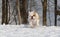 Bulldog running in the snow