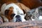 Bulldog and Scottish Fold cat
