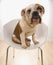 Bulldog sitting in chair.