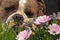 Bulldog smell the flowers