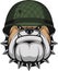 Bulldog in a soldier`s helmet