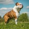 Bulldog standing on the green meadow in summer. Bulldog dog standing on the grass with a summer landscape in the background. AI