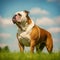 Bulldog standing on the green meadow in summer. Bulldog dog standing on the grass with a summer landscape in the background. AI