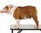 Bulldog standing on grooming table