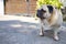 A  bulldog standing on a ground