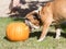 Bulldog trying to eat a pumpkin
