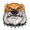 Bulldog. Vector illustration of a popular animal cartoon. Angry animal. domestic pet