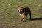 Bulldog on a walk in the park