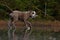 Bulldog walks on a frozen forest lake