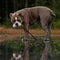 Bulldog walks on a frozen forest lake