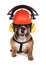 Bulldog wearing protective workwear hat