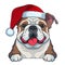 a bulldog wearing a santa hat and sticking its tongue out from behind a signboard or sign board