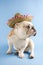 Bulldog wearing sombrero.