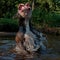 Bulldogg jump in a river