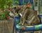 Bulldogg sitting dormant in a garden chair in HDR