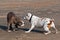 Bulldogs play on beach