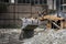 Bulldozer at the construction site pours rubble. Toned