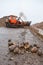 Bulldozer moves parts of sugar beet at sugar factory