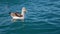 Buller`s Albatross, Kaikoura coast, New Zealand