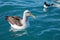 Buller`s Albatross, Kaikoura coast, New Zealand