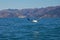 Buller`s Albatross, skimming the waves, Kaikoura, New Zealand