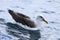 Buller`s Albatross, Thalassarche bulleri, resting