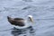 Buller`s Albatross, Thalassarche bulleri, on sea